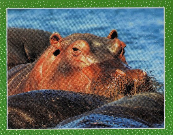 TOPPS [National Geographic Kids Wilde Tiere] Sticker Nr. 008
