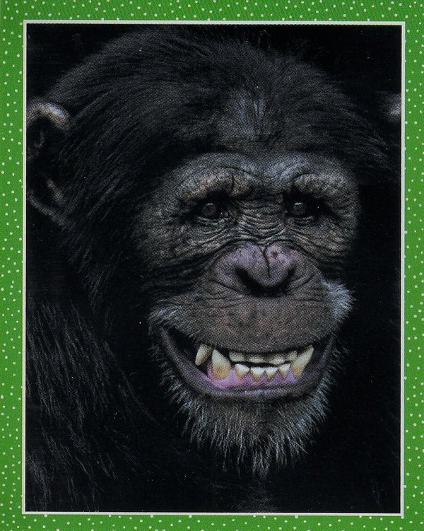 TOPPS [National Geographic Kids Wilde Tiere] Sticker Nr. 011