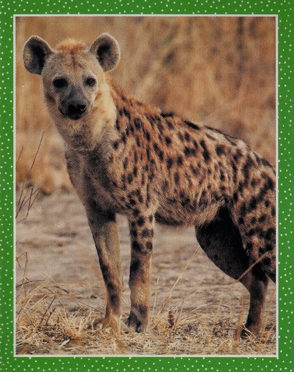 TOPPS [National Geographic Kids Wilde Tiere] Sticker Nr. 015