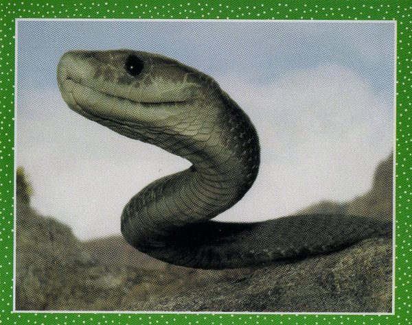 TOPPS [National Geographic Kids Wilde Tiere] Sticker Nr. 020