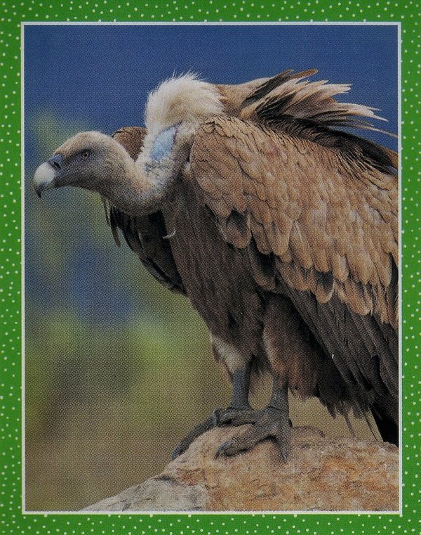TOPPS [National Geographic Kids Wilde Tiere] Sticker Nr. 023
